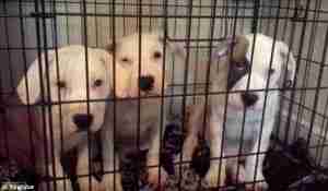 Alexandra Griffin-Heady's pit bulls. (YouTube image.)