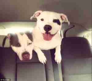 Two of Alexandra Griffin-Heady's pit bulls.
