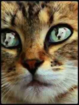 Cat sees pit bull