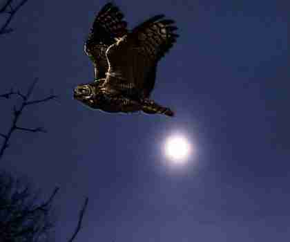 Night owl