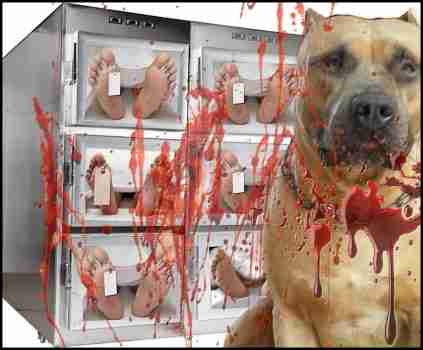 Morgue pit bull
