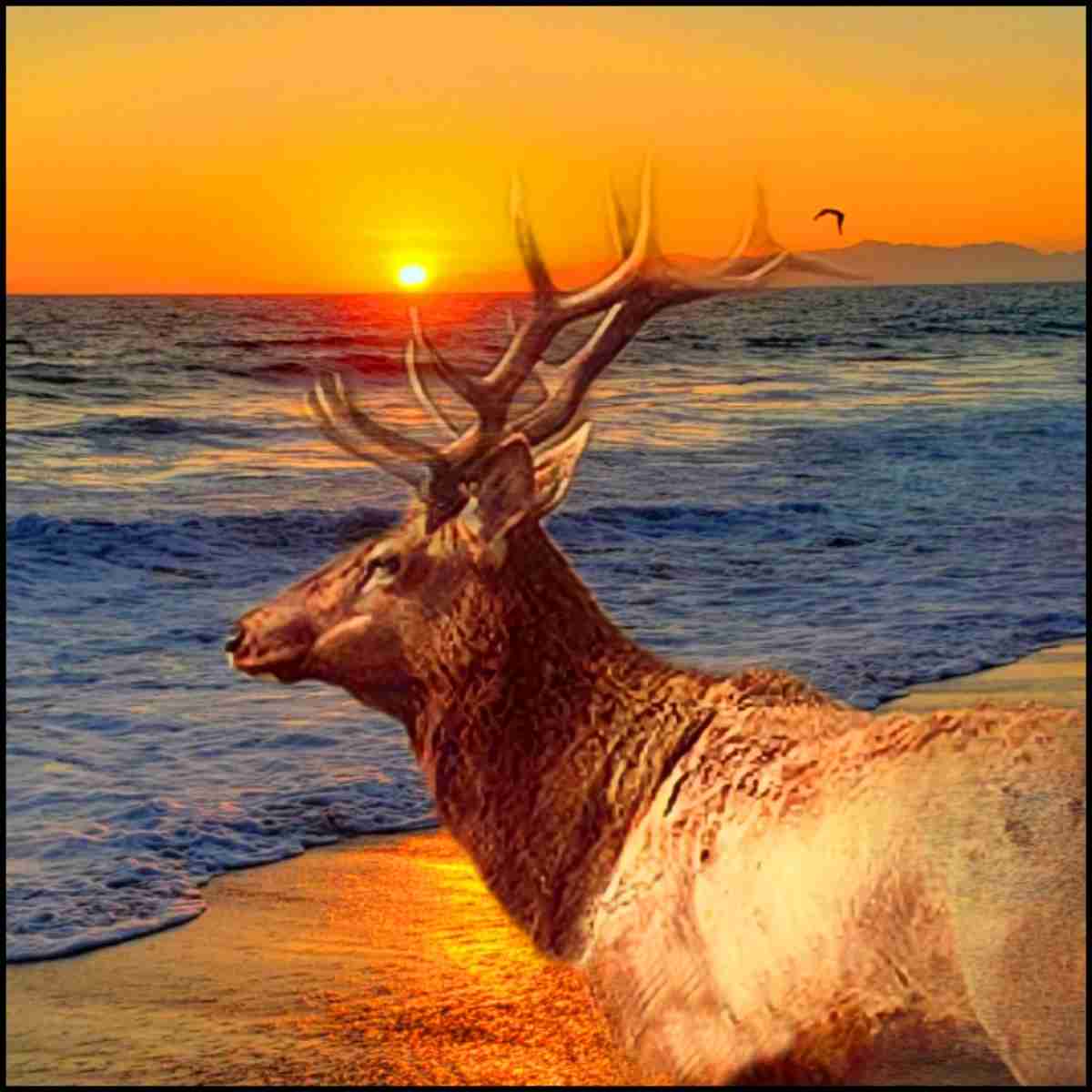 Tule elk at seashore