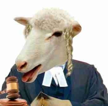 Sheep judge