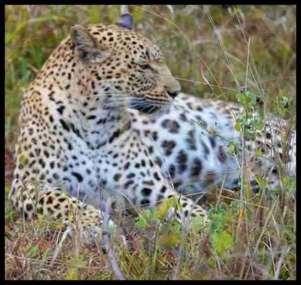 Leopard in Tsavo