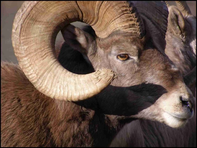 Bighorn sheep