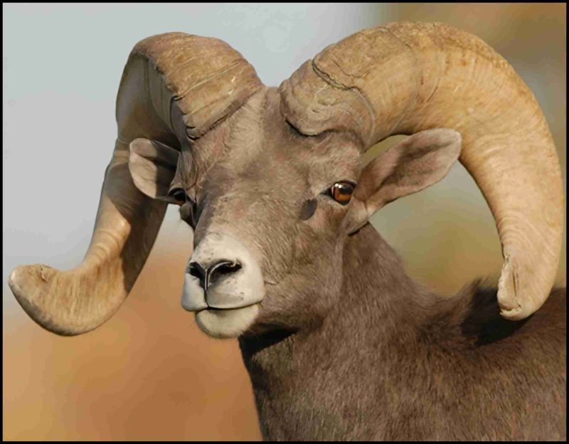 Bighorn sheep