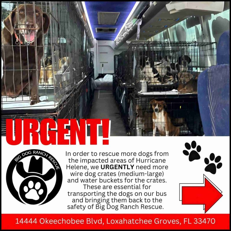 (Big &Small Dog Ranch Rescue Facebook photo)