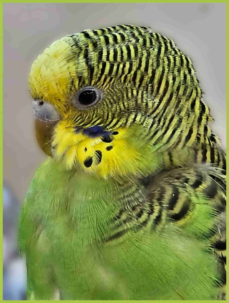 Parakeet.