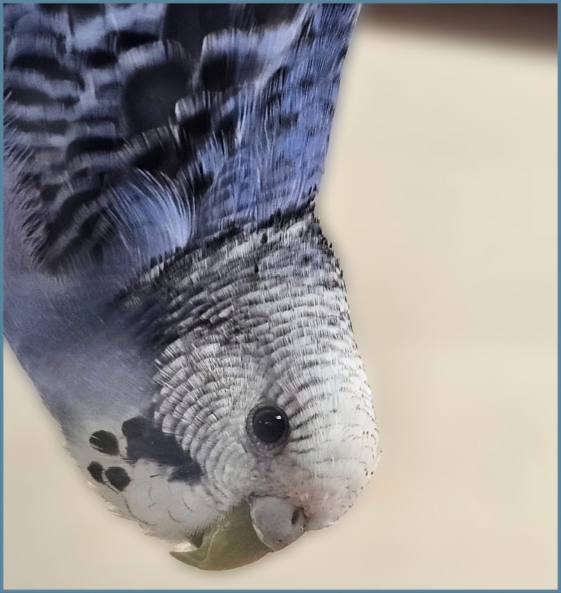 Parakeet