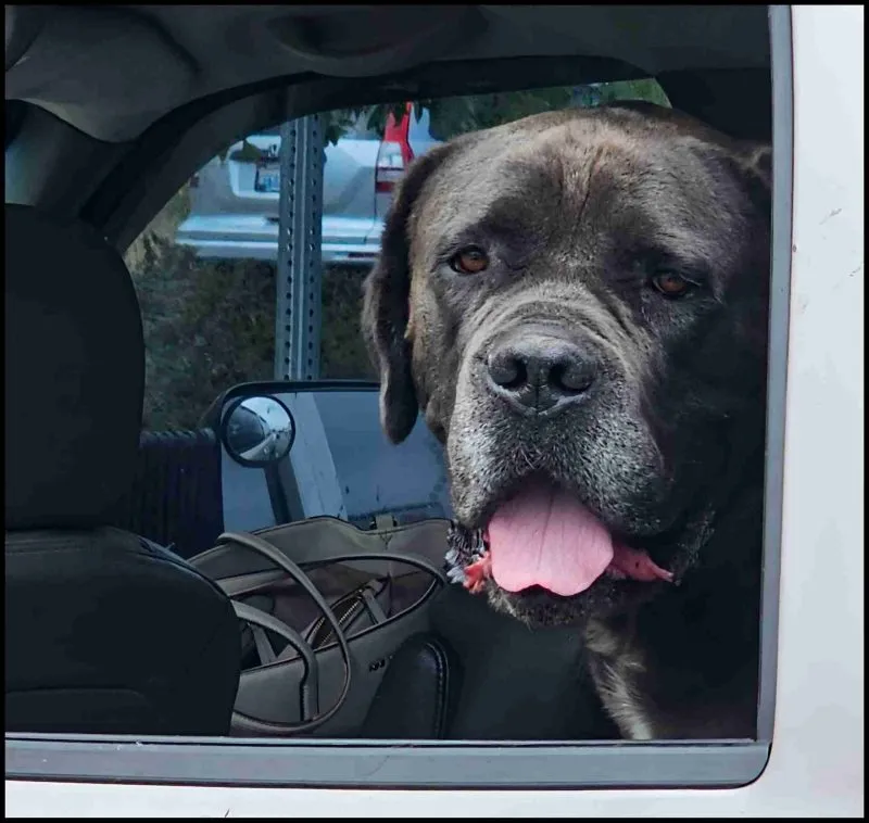 Cane Corso. (Beth Clifton photo)