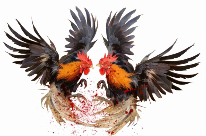 Gamecocks fighting roosters cockfighting.
