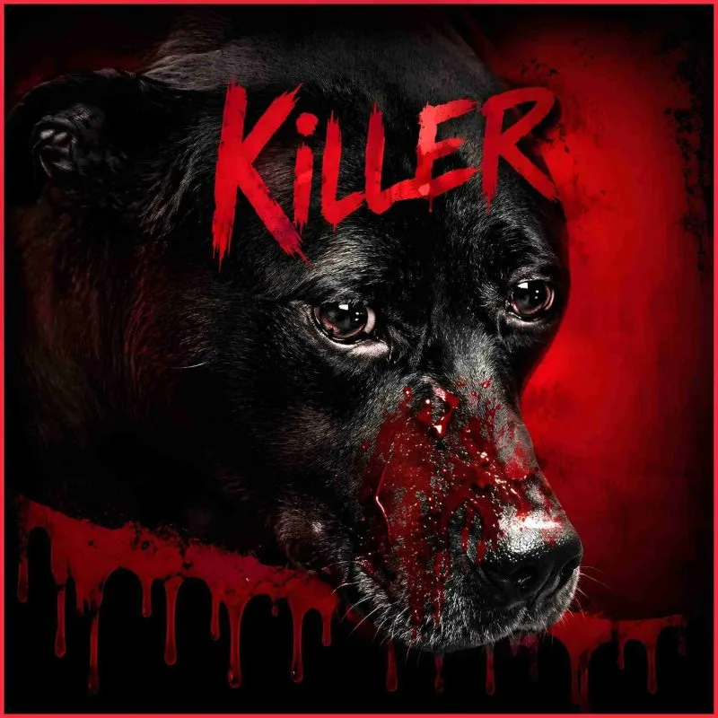 Killer pit bull