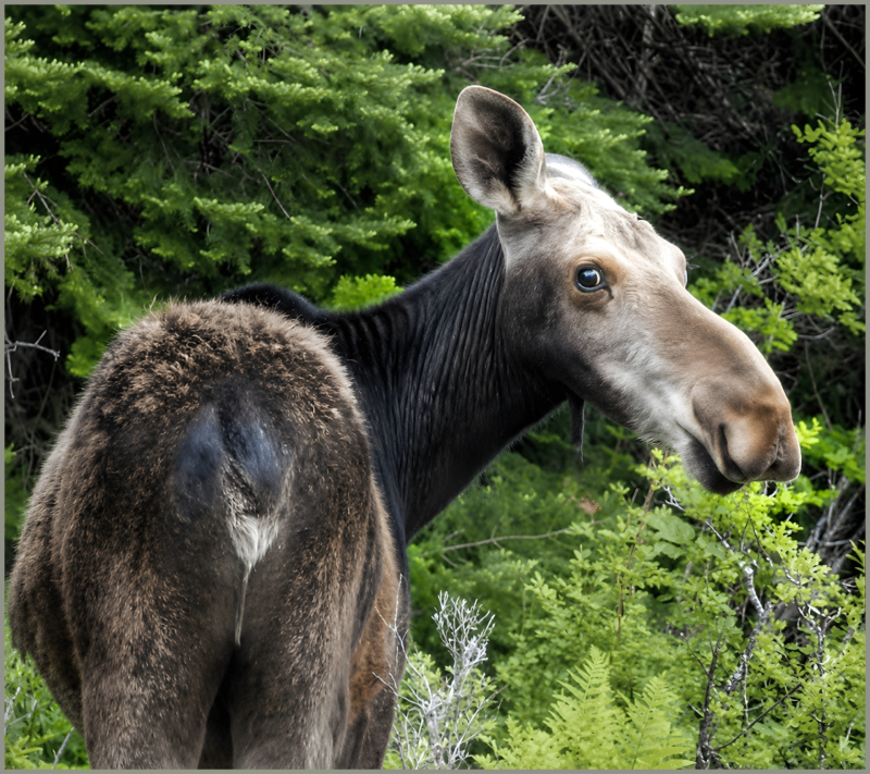 Female moose in Maine. (Esther Mechler photo)