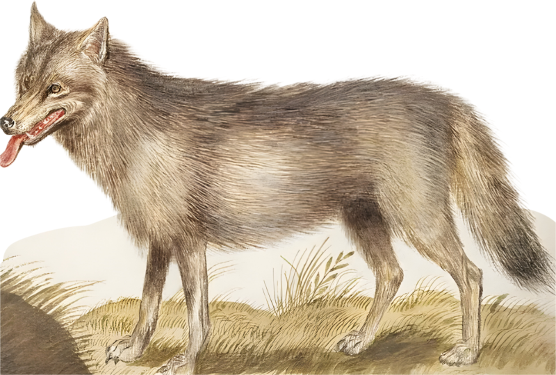Wolf, Canis lupus (1596-1610) by Anselmus Boëtius de Boodt.