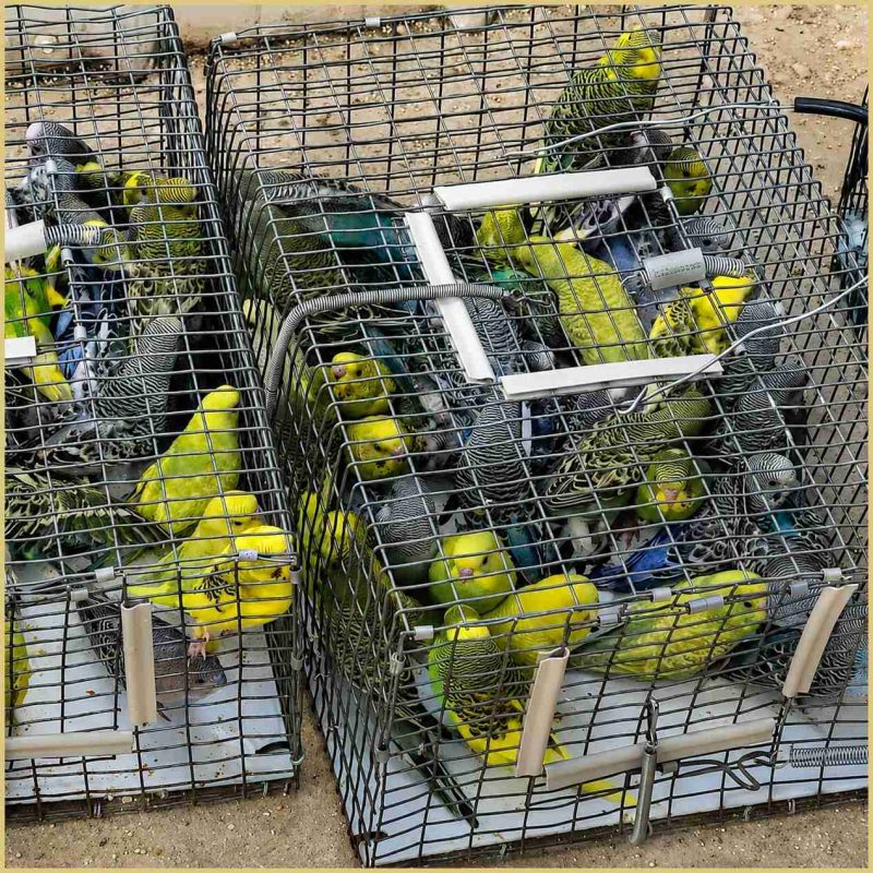 Parakeets (PETA photo)