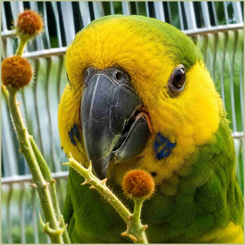 Yellow headed Amazon parrot. (Beth Clifton photo)