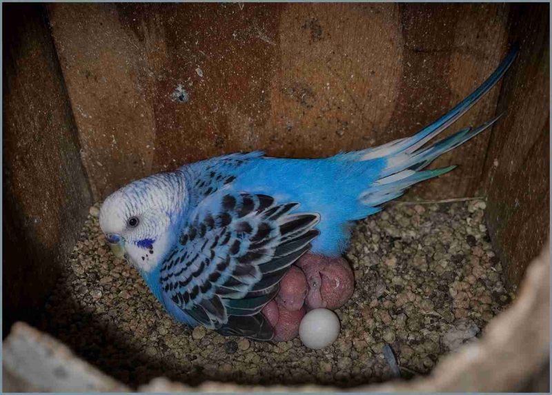 Parakeet with chicks in birthing box.