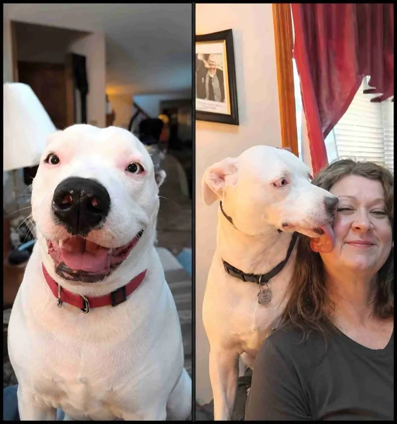 Australian shepherd/ pit bull fatality.
