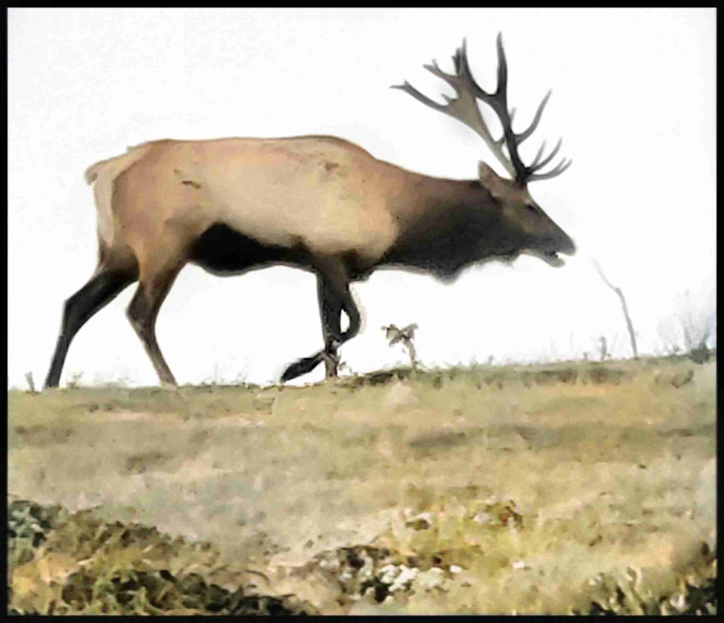 Tule elk