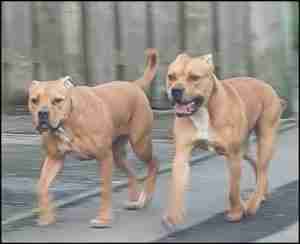 Two pit bulls roaming